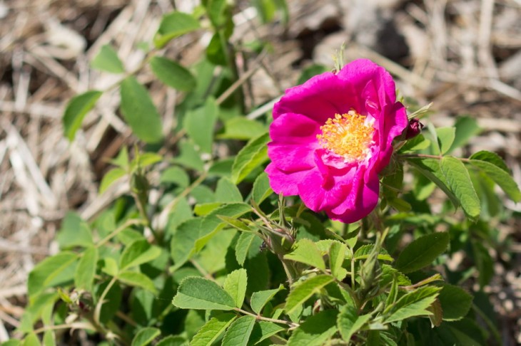 Une des toutes premières roses du Rosarium d'Autun