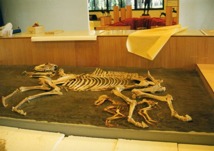 squelettes d'une mule et d'un chien enlacés